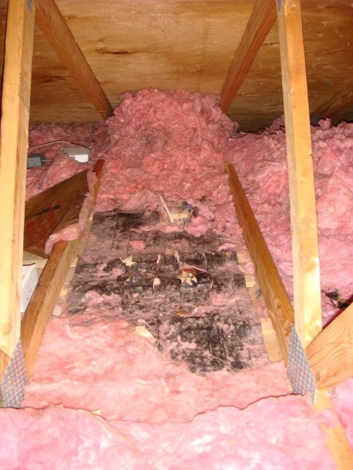 attic nest
