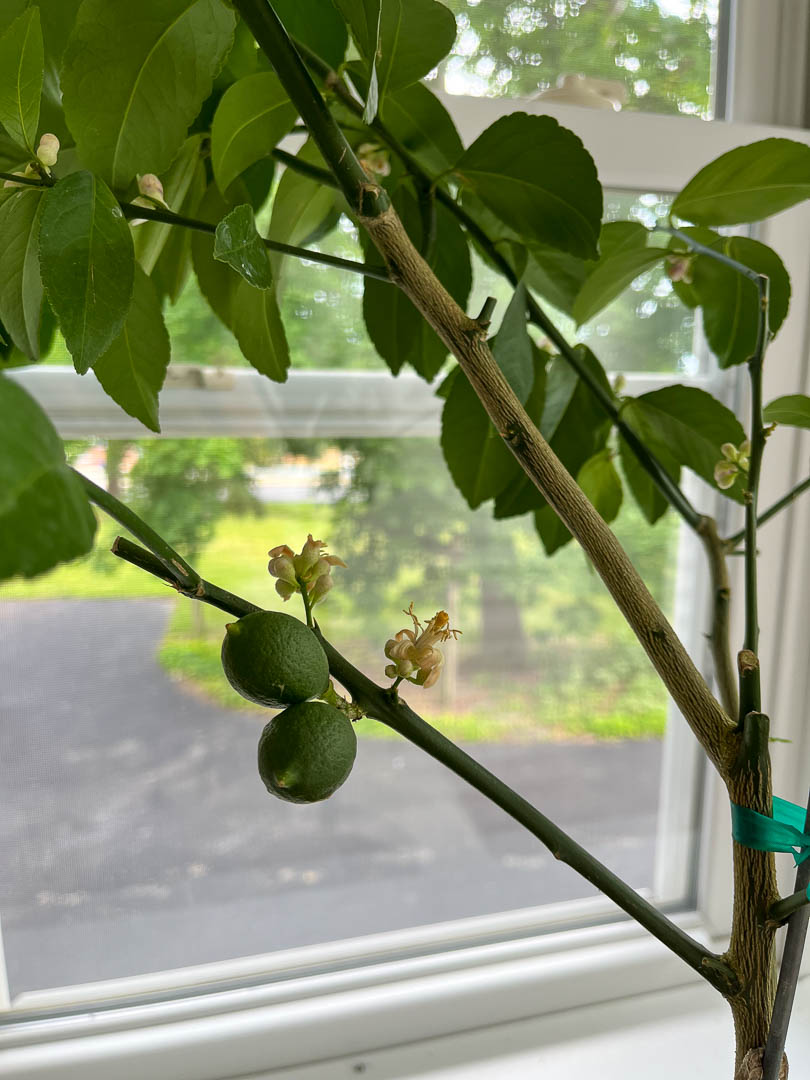close up of lemon tree in front of window. small green lemons are forming.