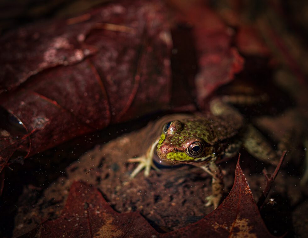 First Friday Artist Taylor Endres The Gaines Group Architects
